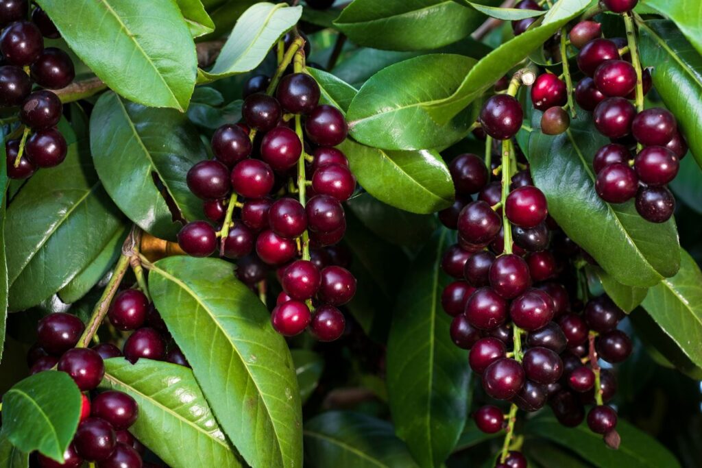 Cherry Laurel Fruit