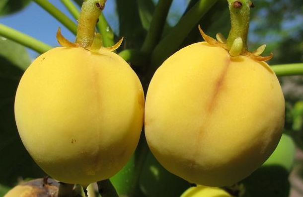 Jatropha Fruit