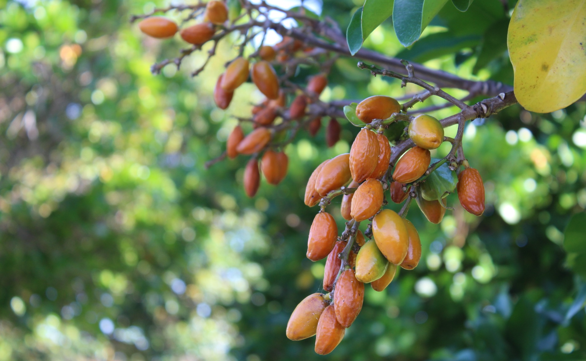 Karaka Fruit