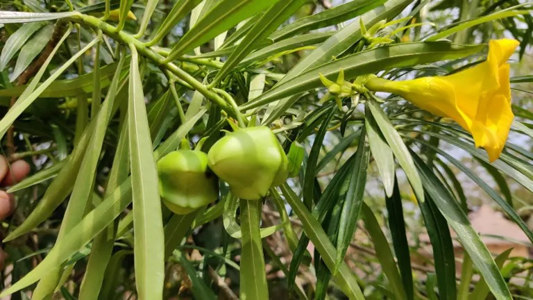 Oleander Fruit