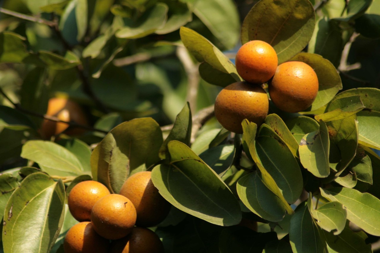 Strychnine Tree Fruit