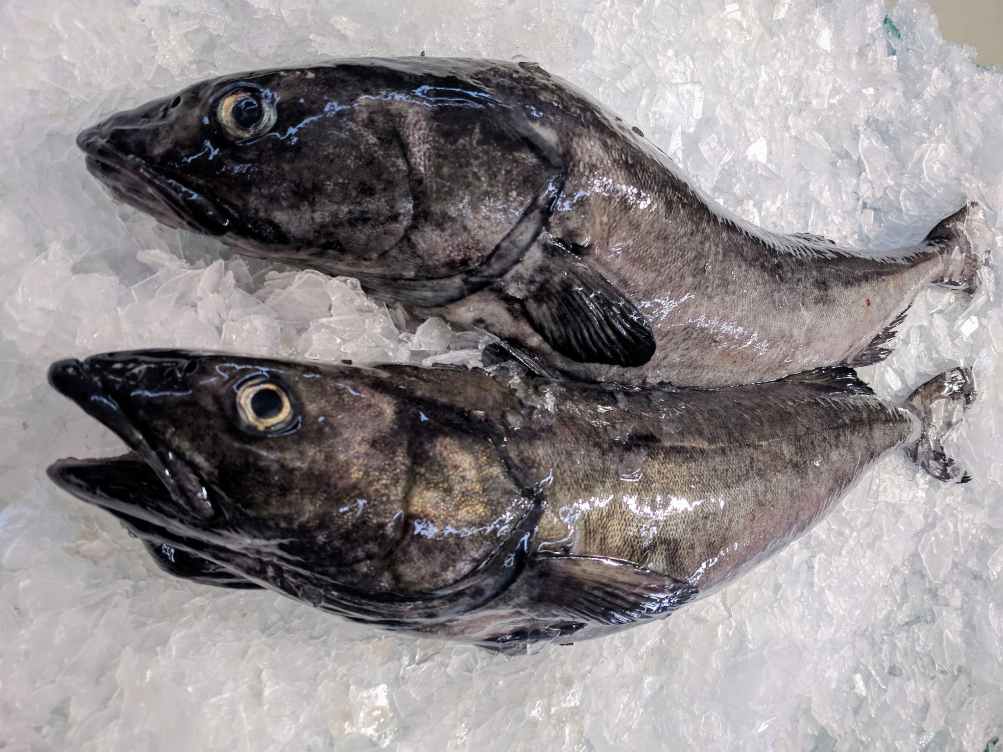 Black Cod (Sablefish)