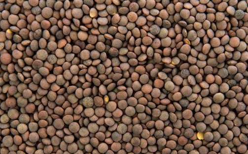 Brown Lentils