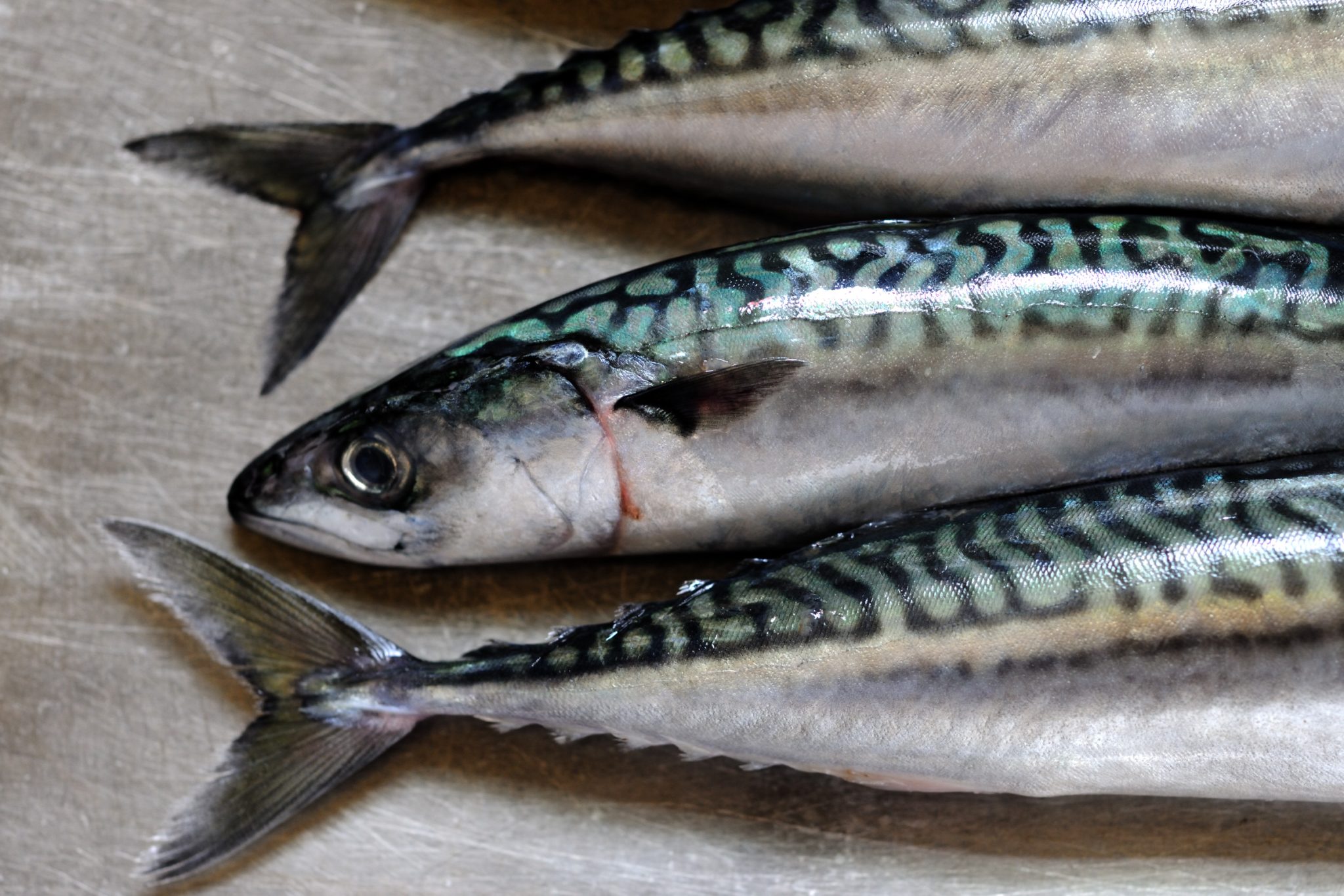 Mackerel