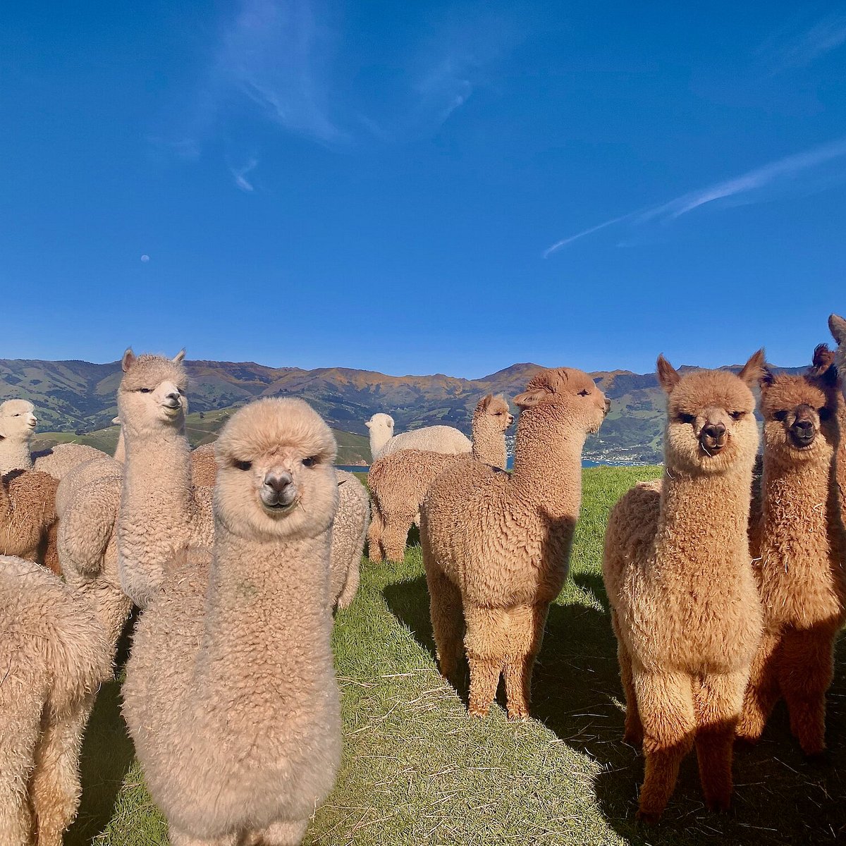 Alpaca Farm