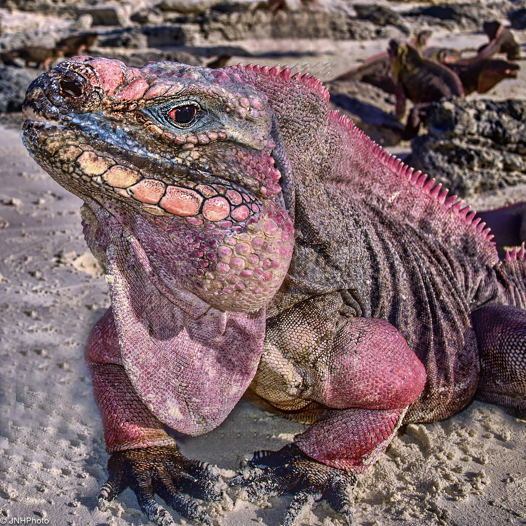 Bahamas Rock Iguana