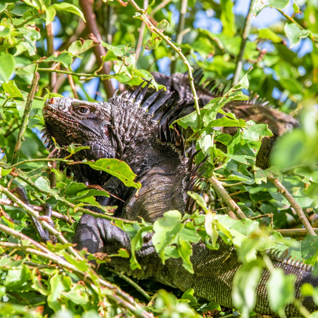 Black Iguana