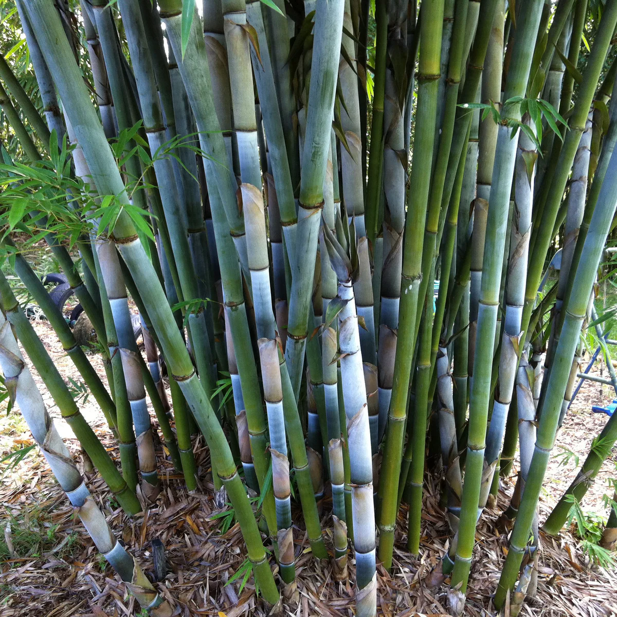 Blue Bamboo