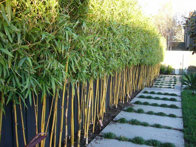 Chinese Mountain Bamboo