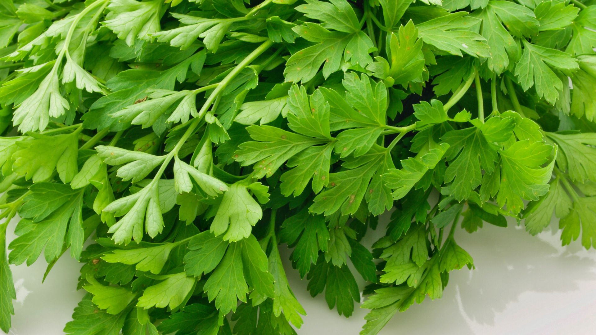 Coriander