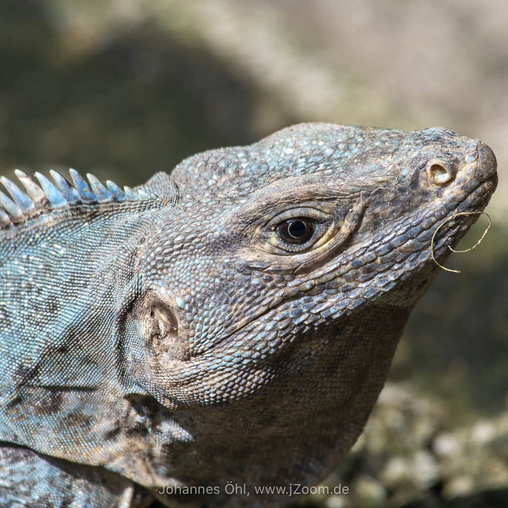 Ctenosaura Iguana