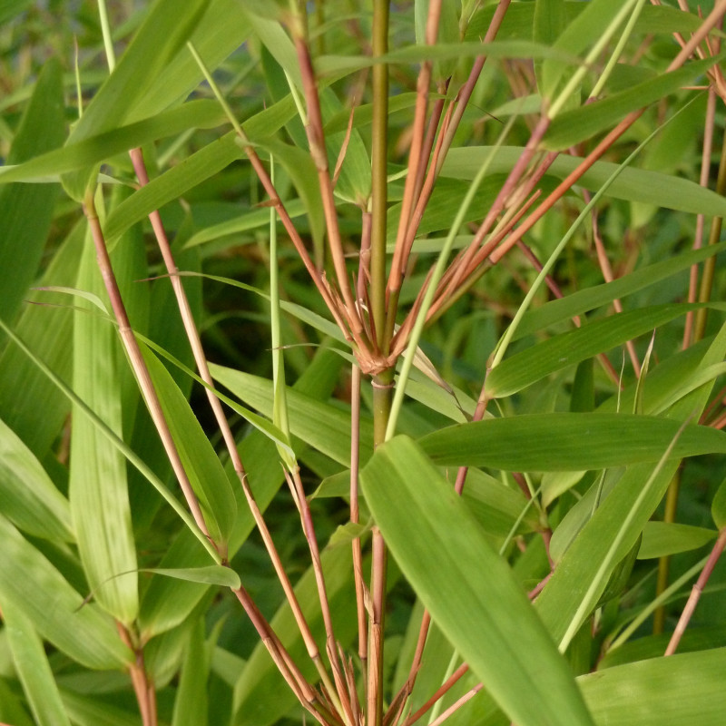 Dragon Head Bamboo