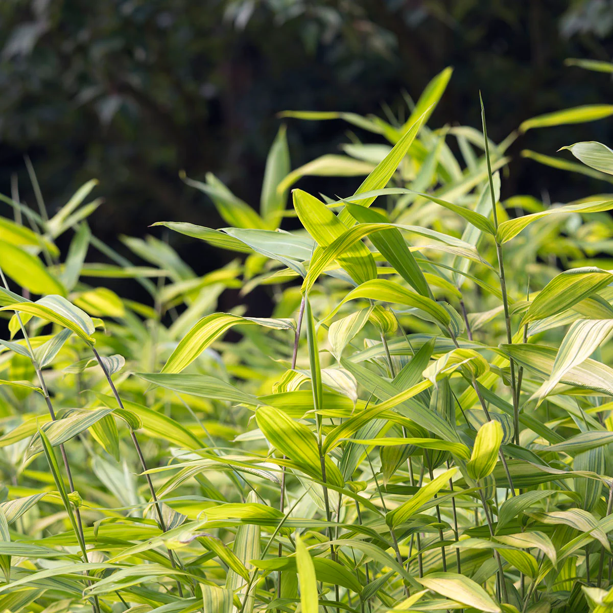 Dwarf Green Stripe Bamboo