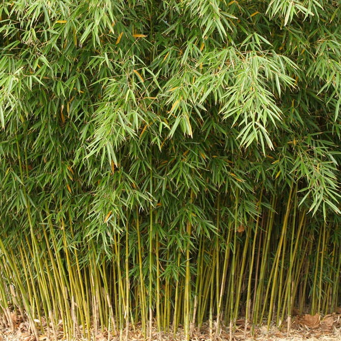 Fargesia Bamboo