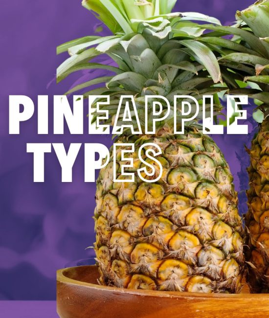 Fascinating Pineapple Types from Around the World