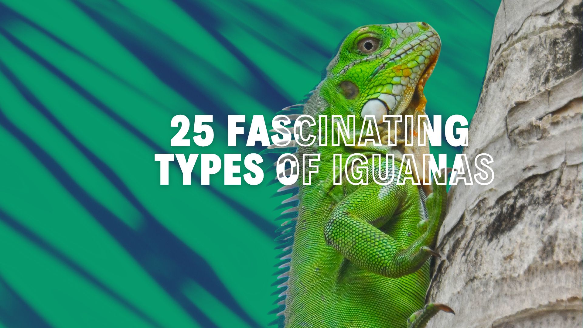 Fascinating Types of Iguanas You Should Know