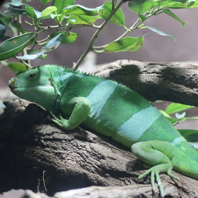 Fiji Banded Iguana