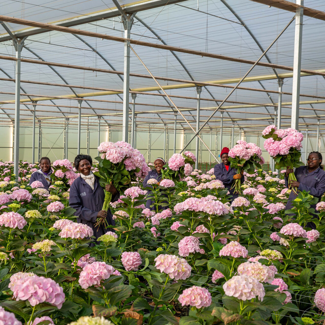 Flower Farm