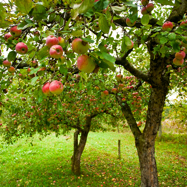 Fruit Orchard