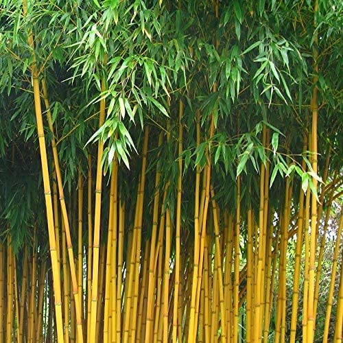 Golden-Bamboo