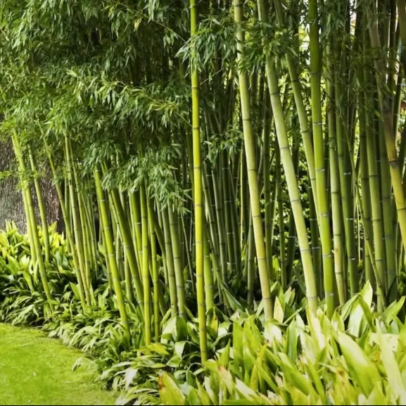 Hedge Bamboo