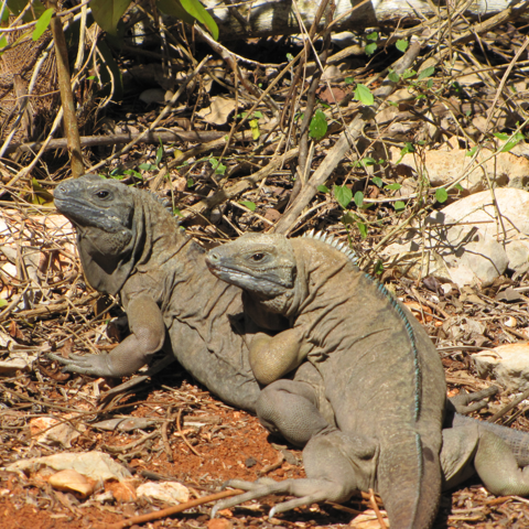 Jamaican Iguana