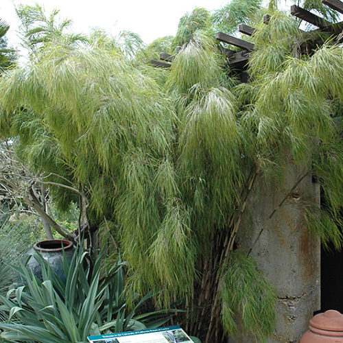 Mexican Weeping Bamboo