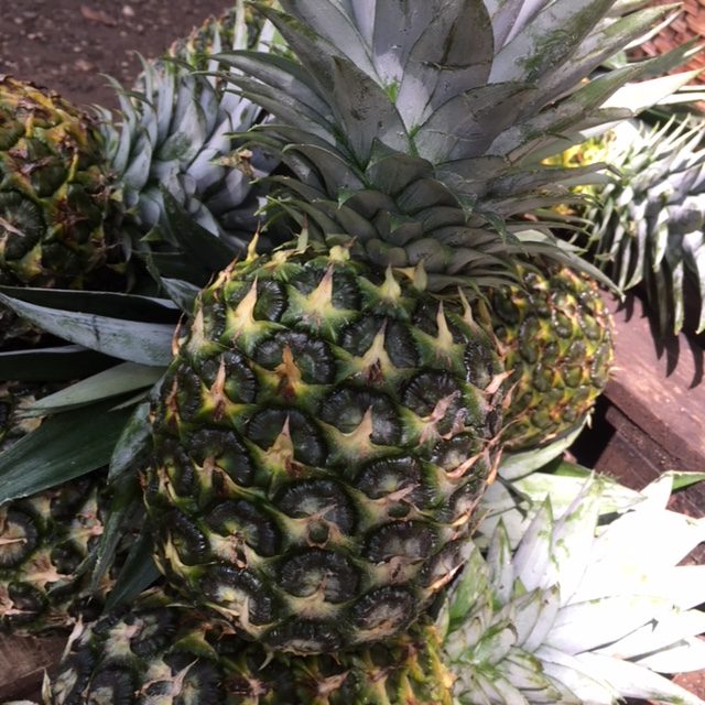 Pina Blanca Pineapple