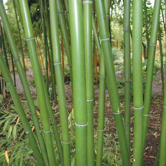 Red Margin Bamboo