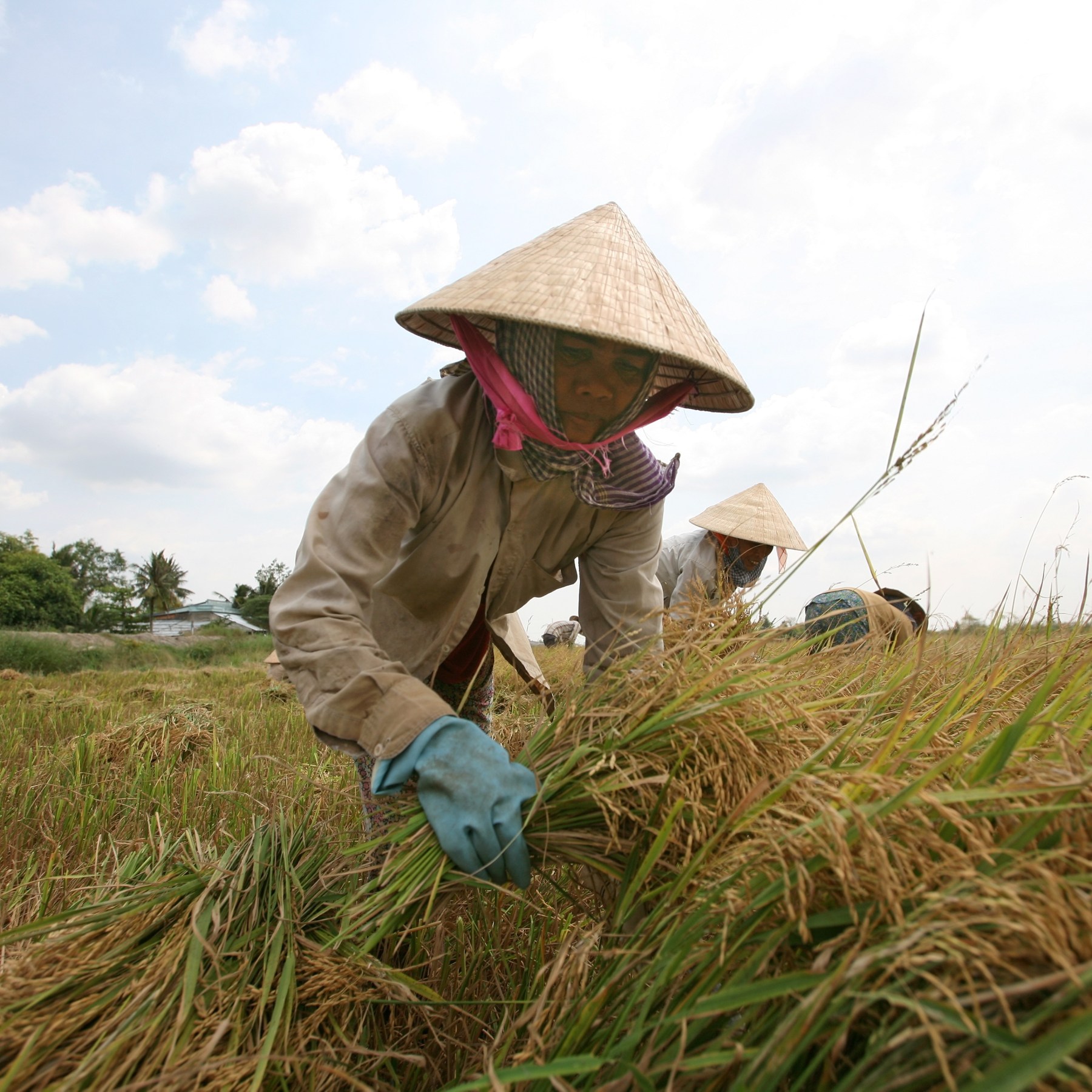 Rice Farm