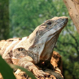 Sinaloan Spiny-Tailed Iguana