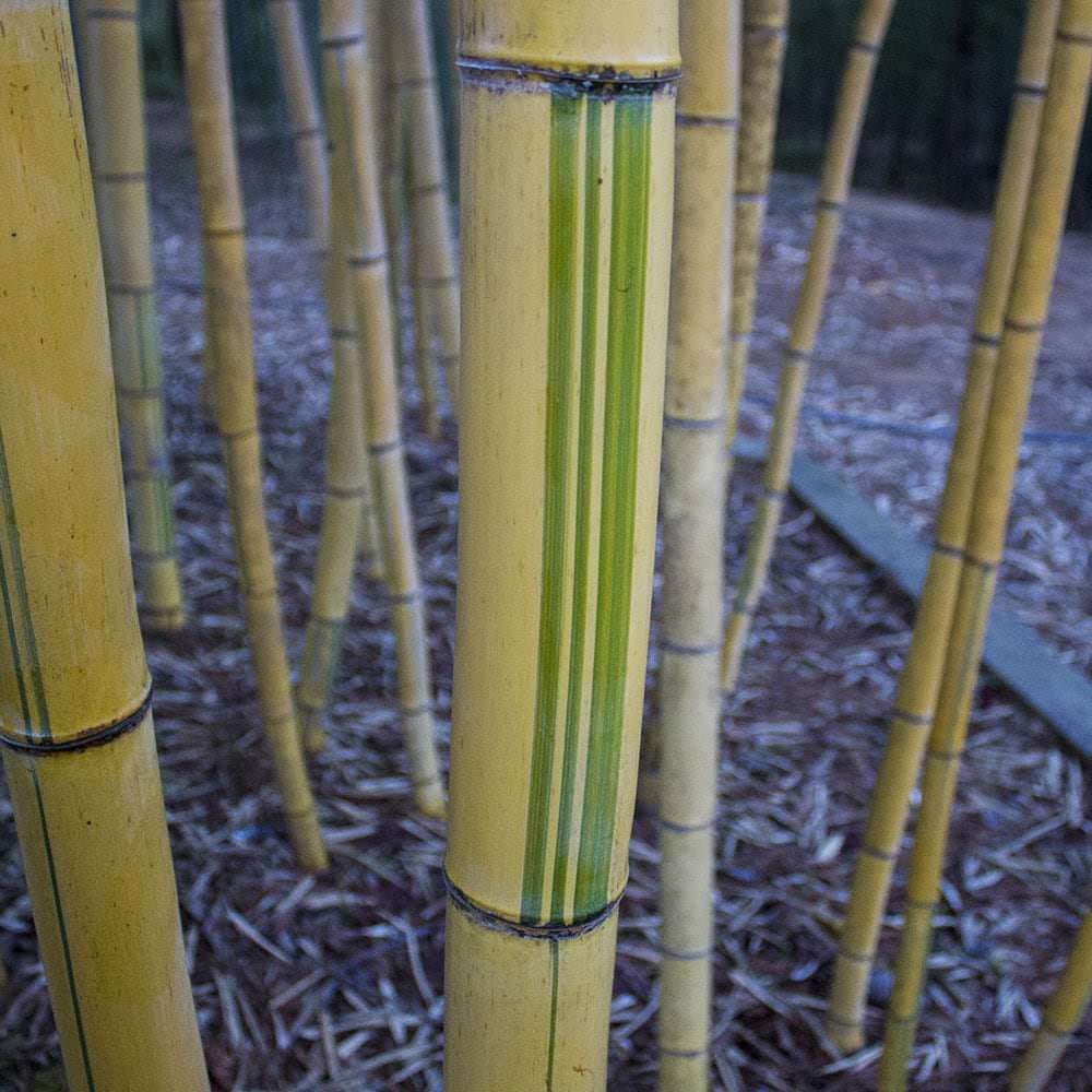 Striped Bamboo