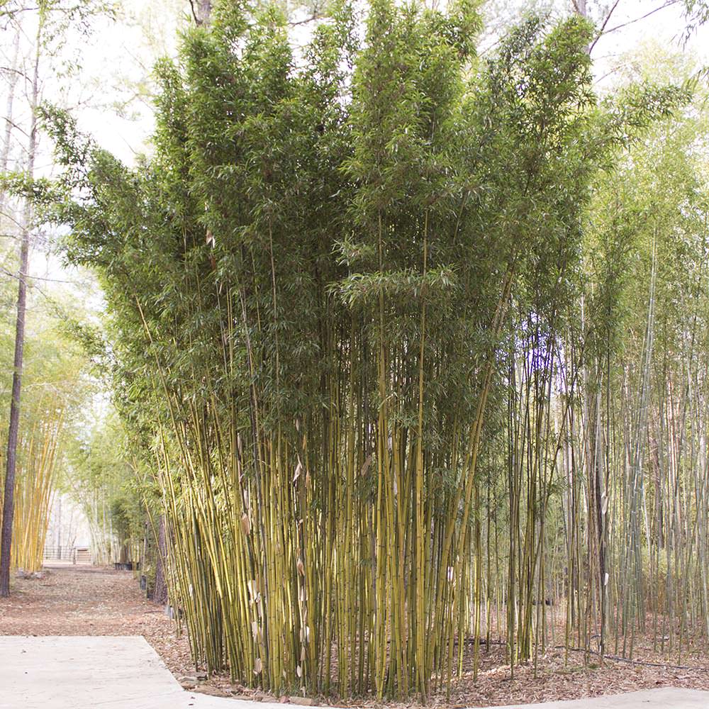 Temple Bamboo