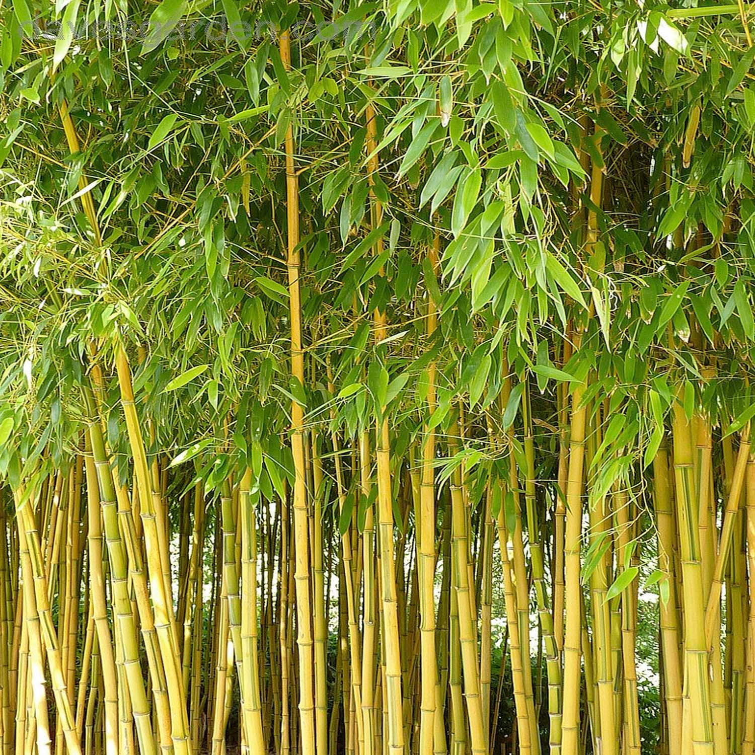 Yellow Groove Bamboo