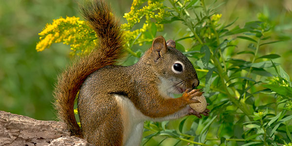 American Red Squirrel