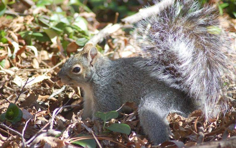 Arizona Gray Squirrel