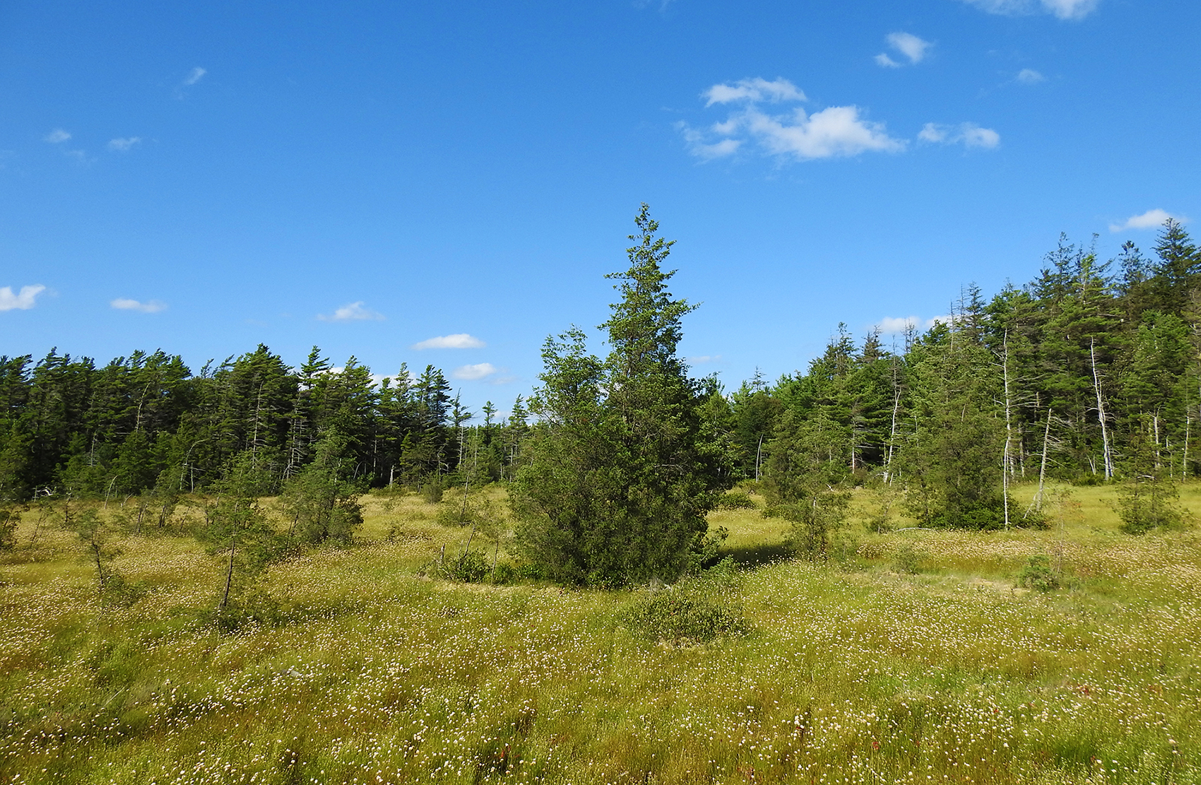 Atlantic White Cedar