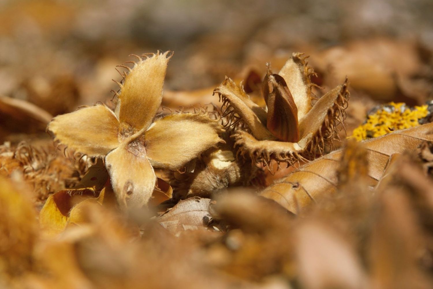 Beech Nuts