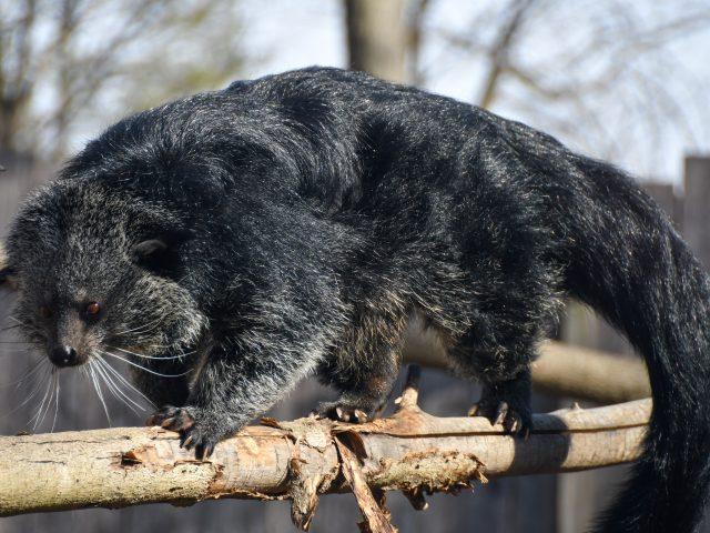 Binturong