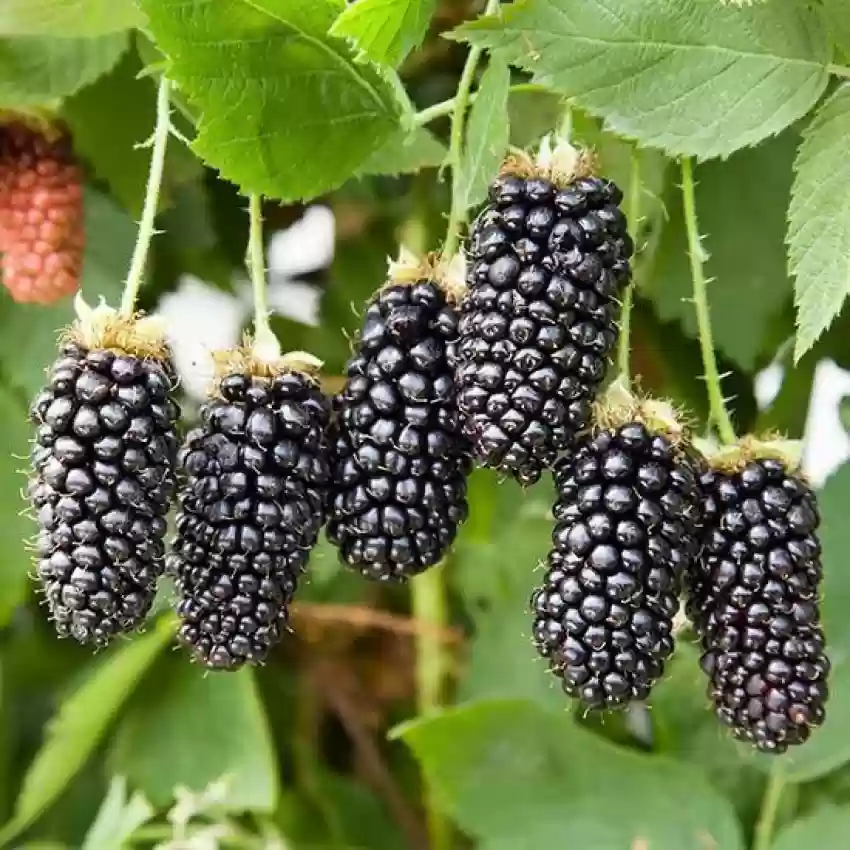 Blackberry