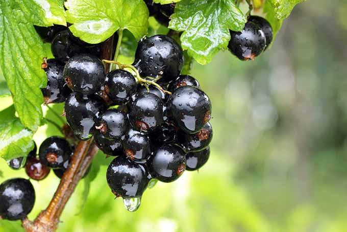 Blackcurrants