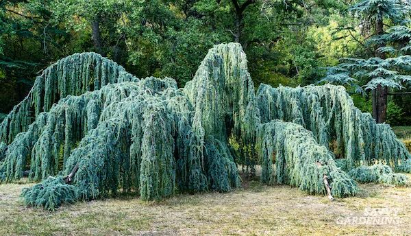 Blue Atlas Cedar