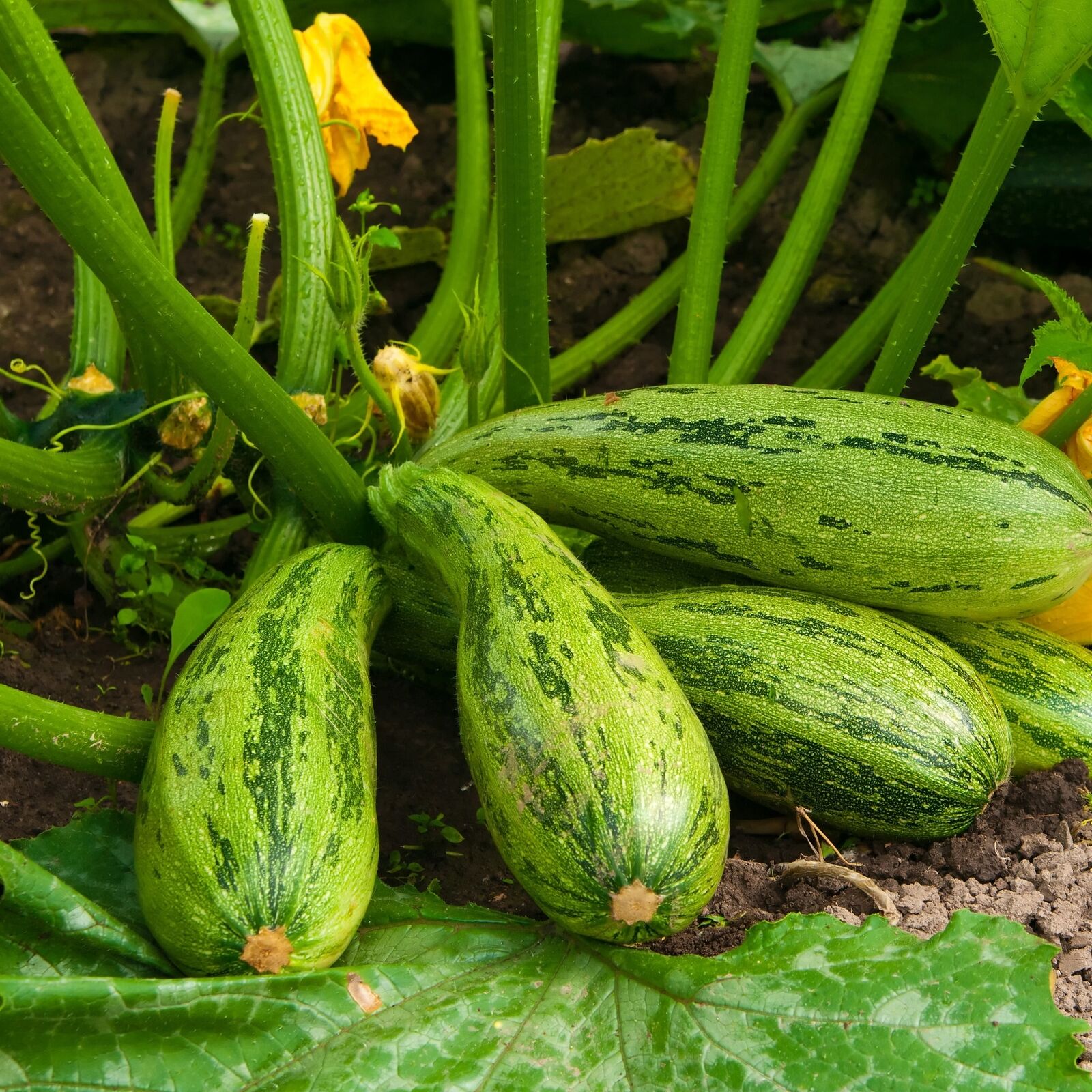 Caserta Zucchini