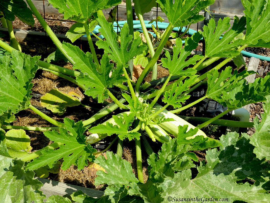 Clarimore Zucchini