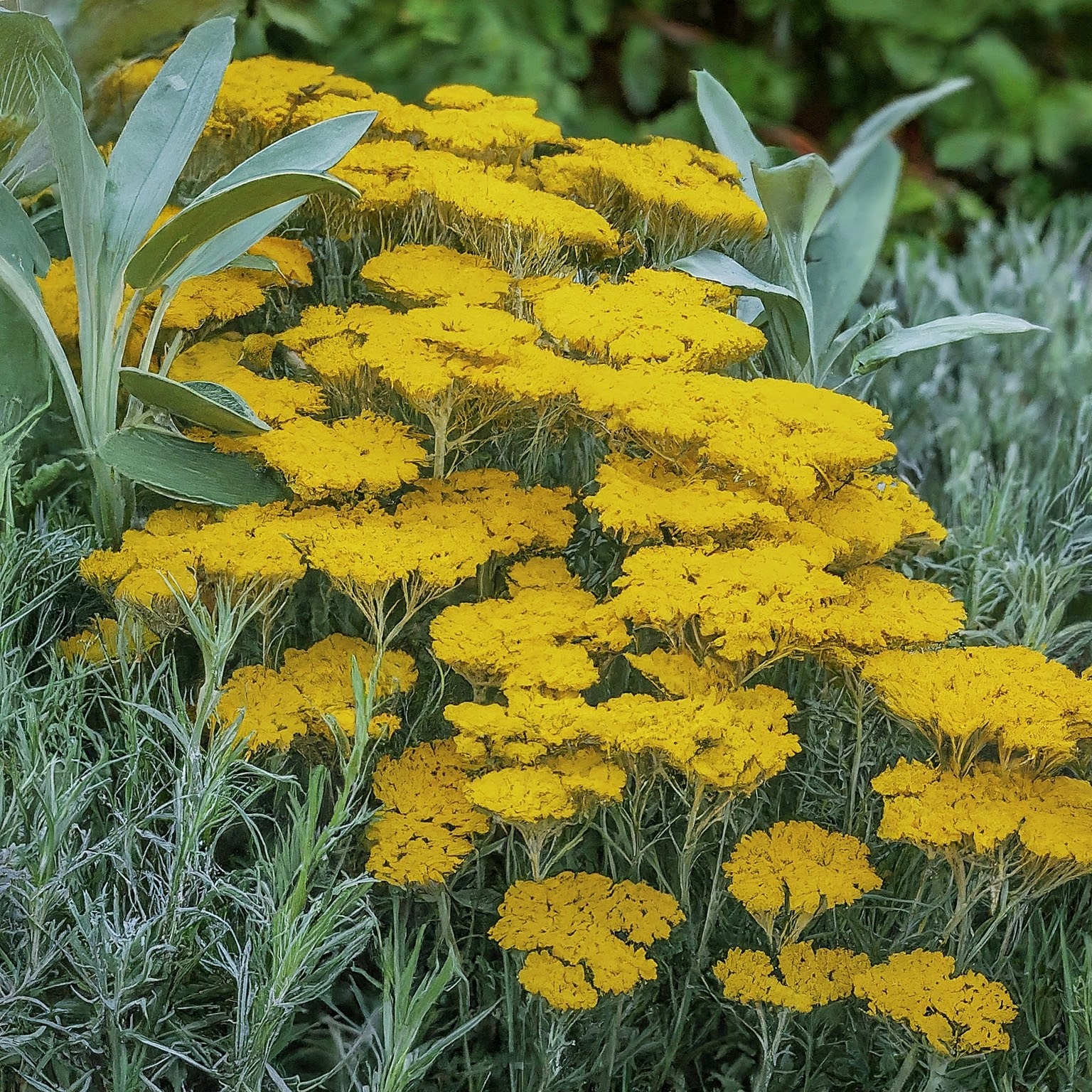 Curry Herb Plant