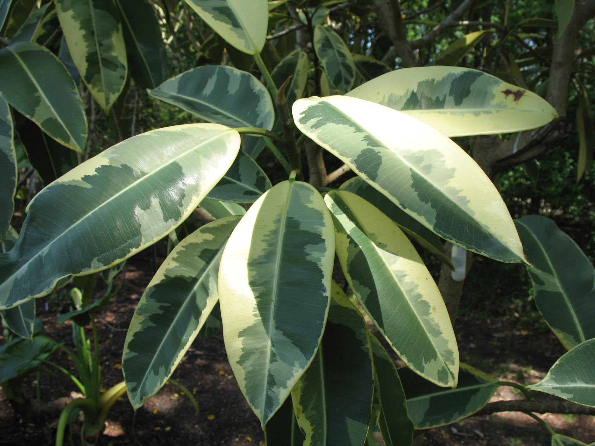 Doescheri Rubber Plant