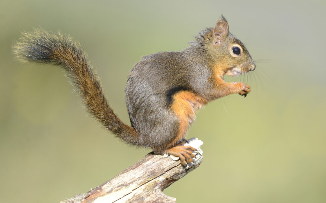 Douglas Squirrel