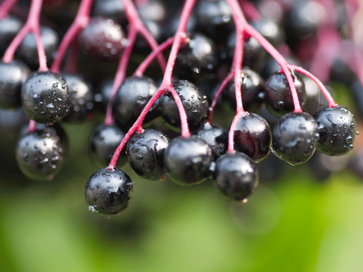 Elderberry