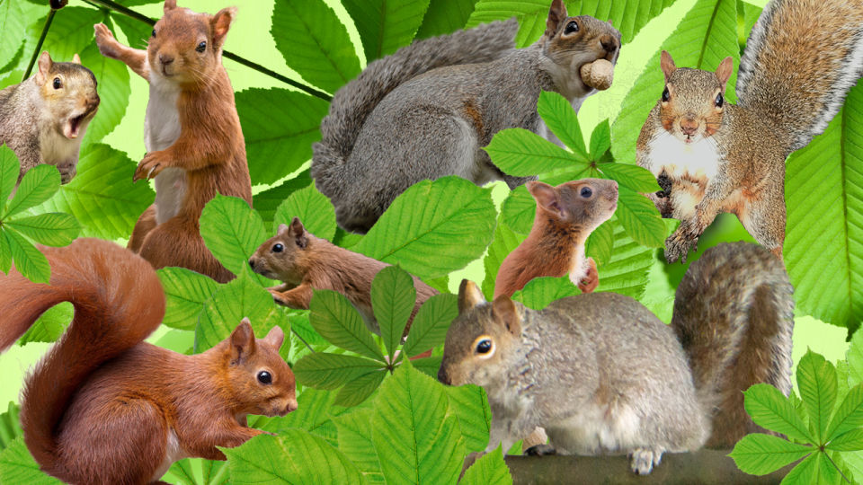 Fascinating Types of Squirrels You Should Know