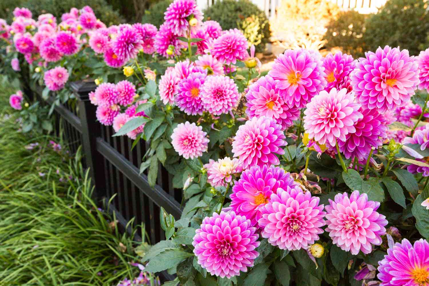 Flowering Plants